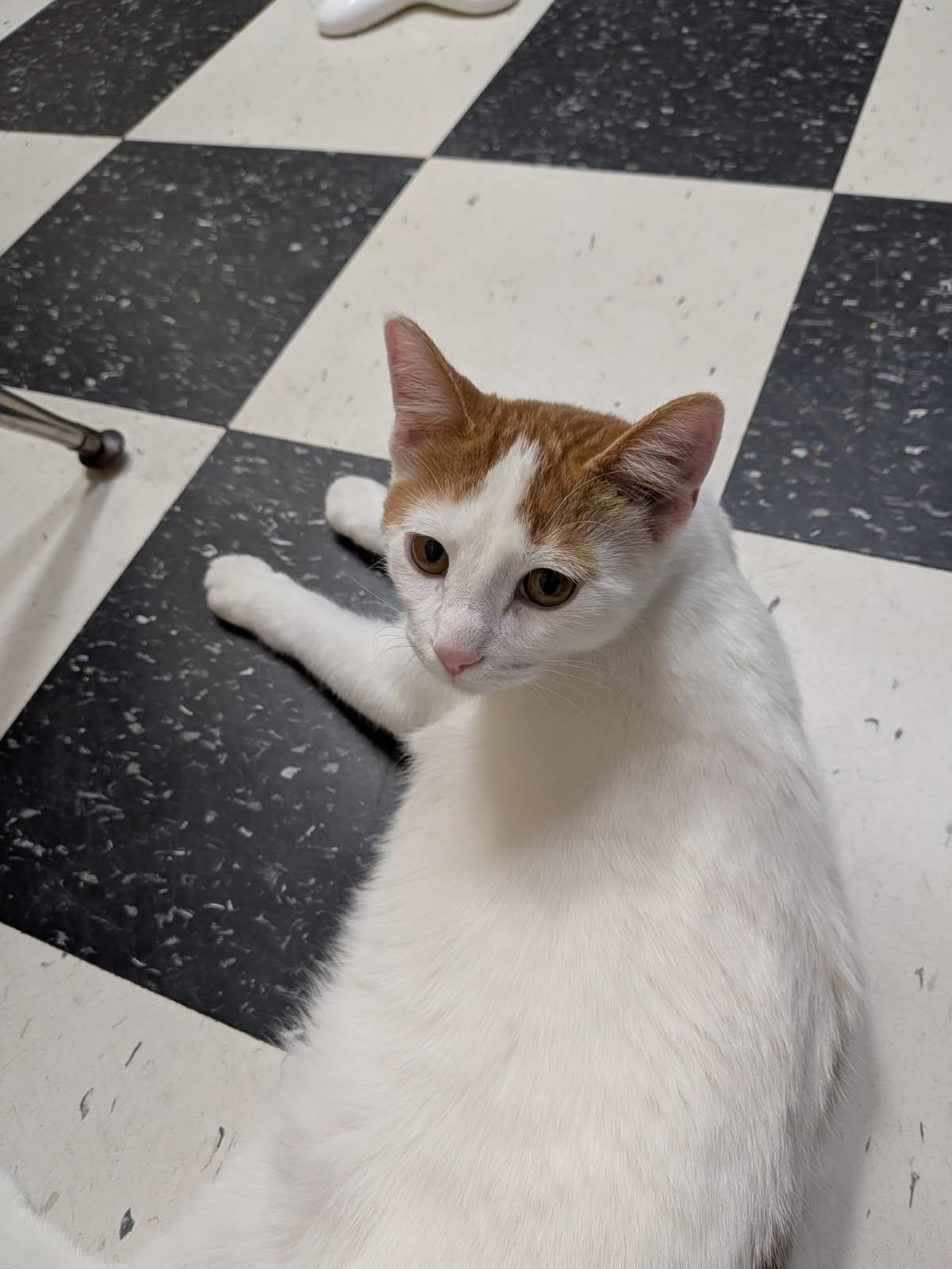 Enlarge Freddie, a Adoptable Domestic Short Hair in wetaskiwin, AB image 3/3