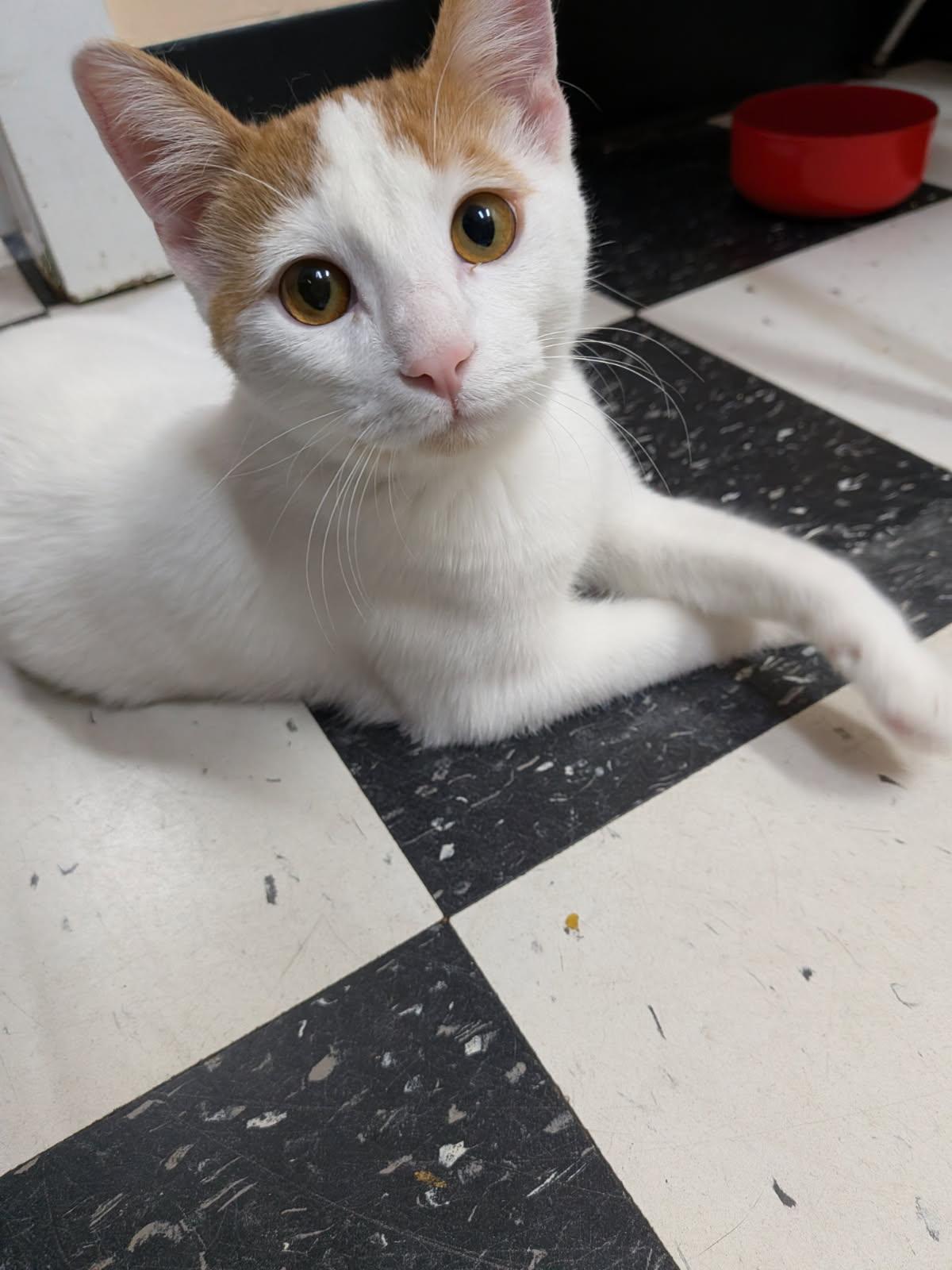 Enlarge Freddie, a Adoptable Domestic Short Hair in wetaskiwin, AB image 1/3