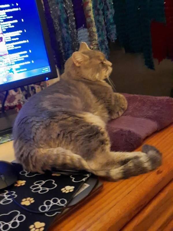 Prime Minister Cheeks, Adoptable, Adult Male Domestic Short Hair.