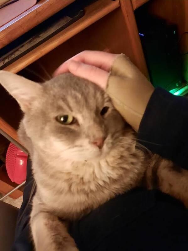 Prime Minister Cheeks, a Adoptable Domestic Short Hair in Fort Collins, CO image 2/4