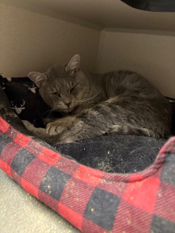 Prime Minister Cheeks, a Adoptable Domestic Short Hair in Fort Collins, CO image 3/4