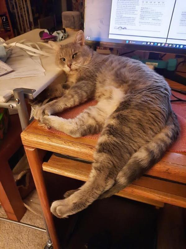 Prime Minister Cheeks, a Adoptable Domestic Short Hair in Fort Collins, CO image 4/4