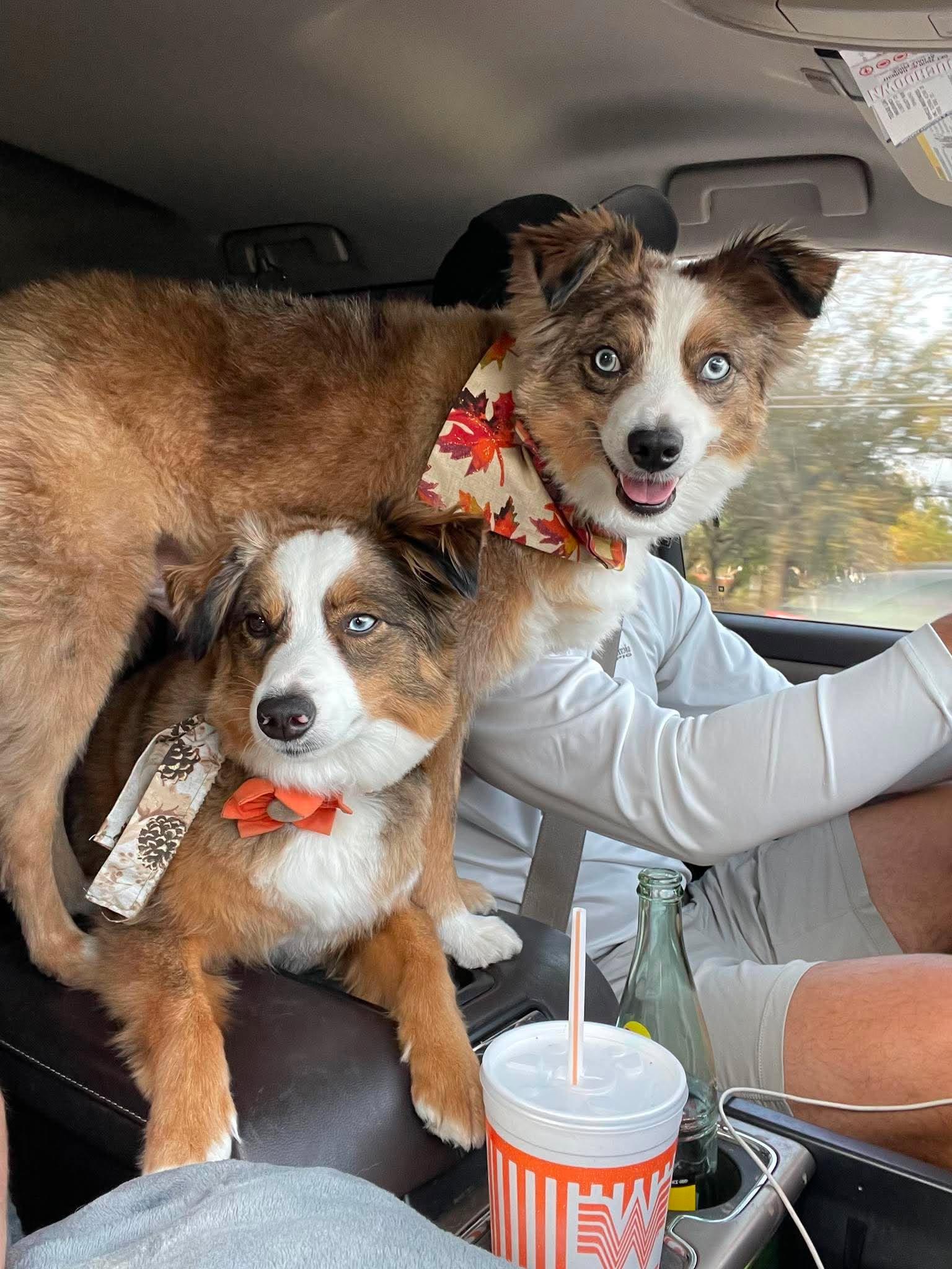 Enlarge Brainteaser Brady, a Adoptable Australian Shepherd in Seattle, WA image 5/6