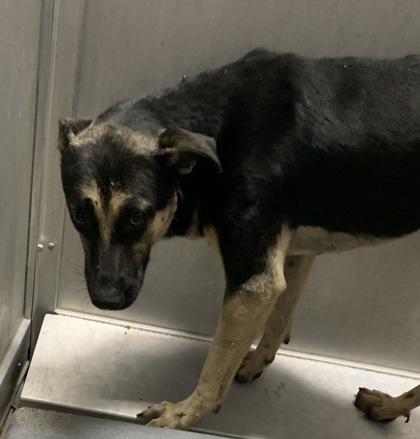 Enlarge Astro, a Adoptable mixed breed in Fort Worth, TX image 3/4