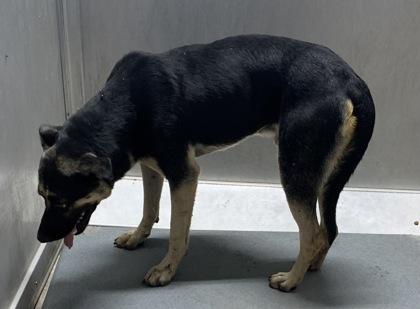 Astro, Adoptable, Adult Male Shepherd & Mixed Breed.