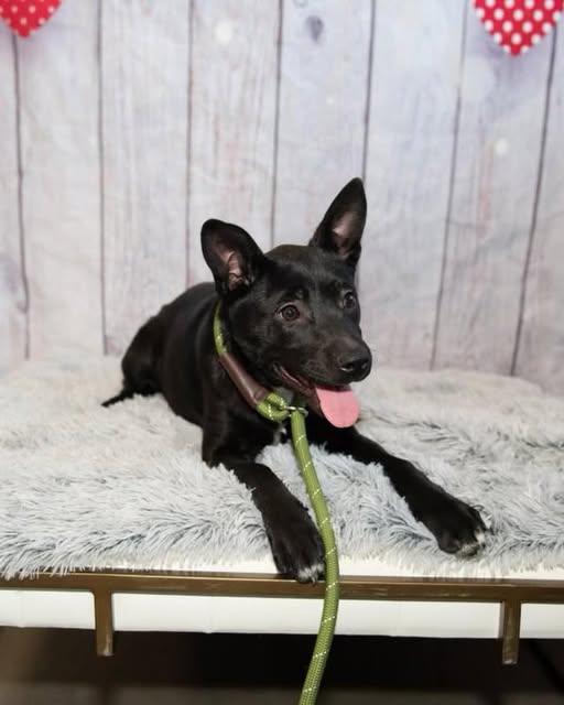 Enlarge Nado, an adopted Mixed Breed in Davenport, IA image 1/1