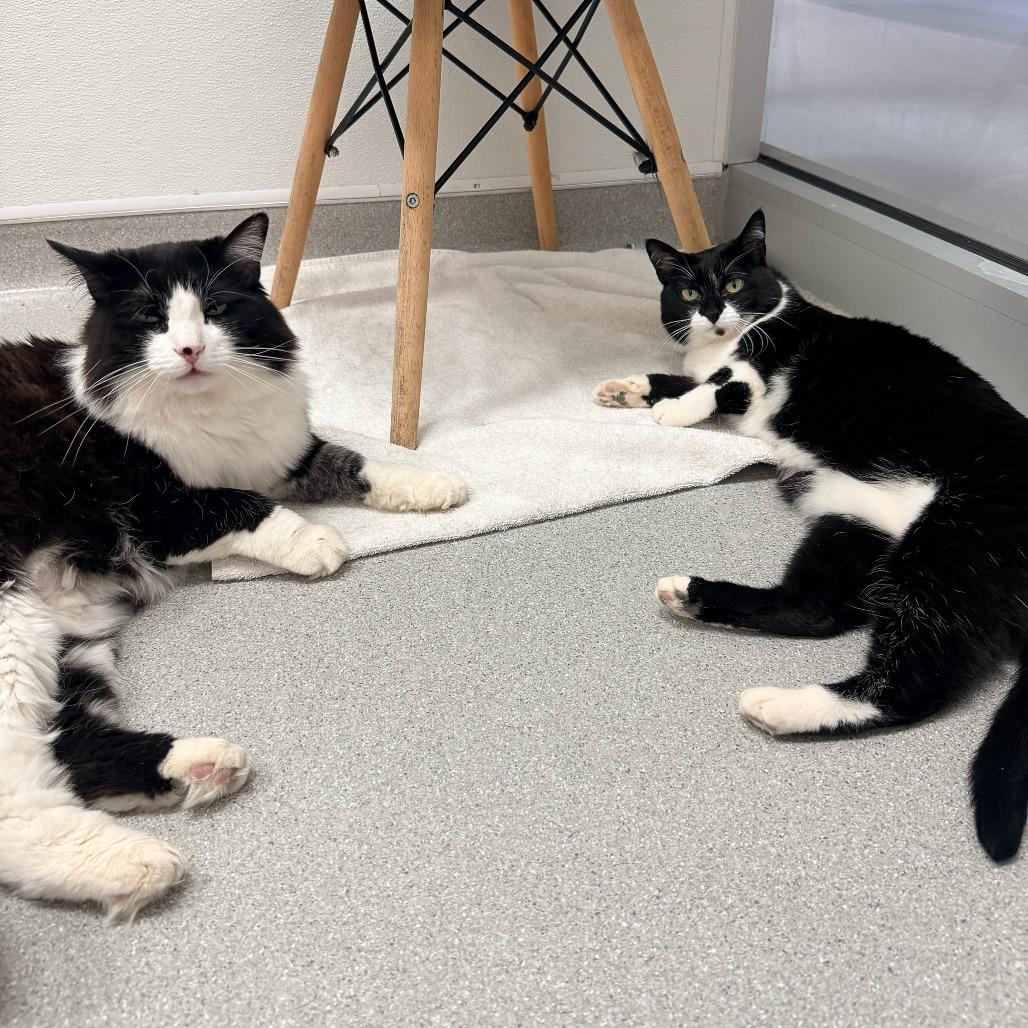 Zero, Adoptable, Adult Male Domestic Long Hair.