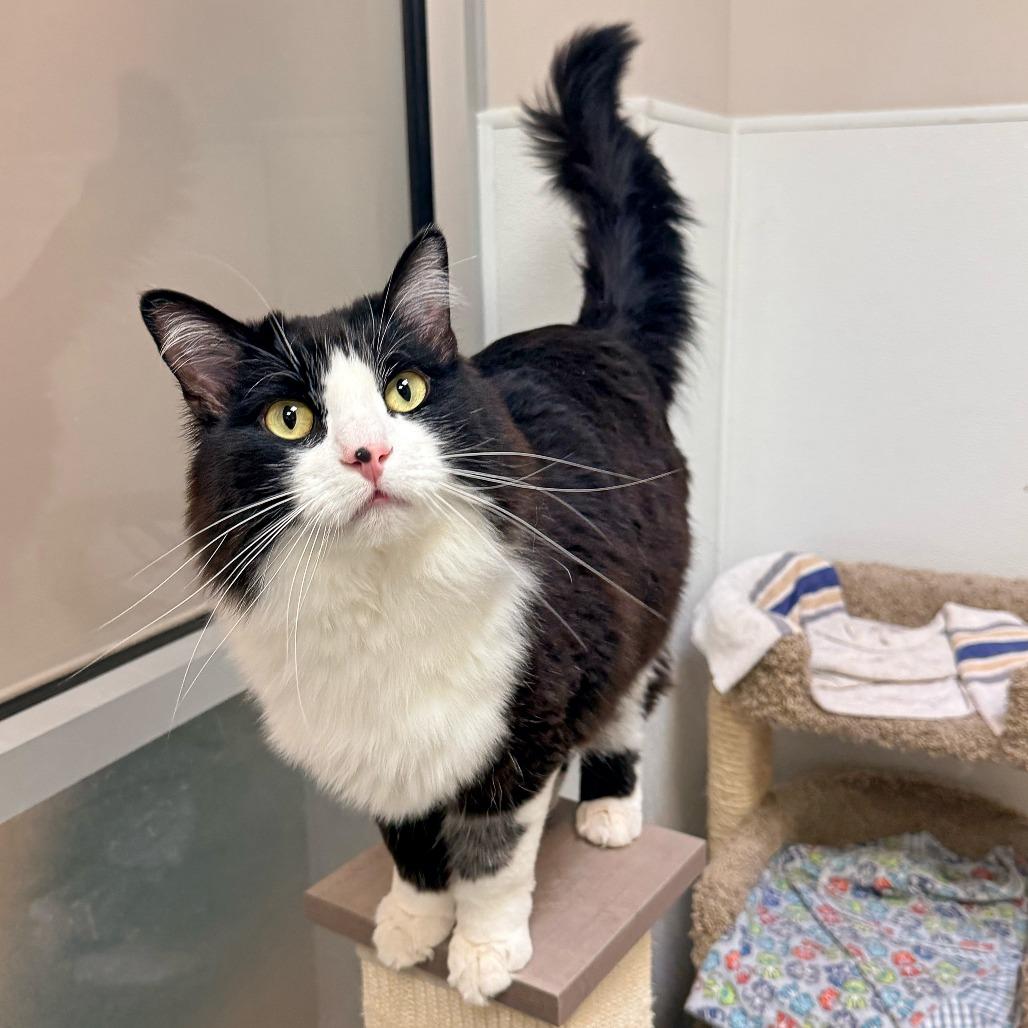 Enlarge Zero, a Adoptable Domestic Long Hair in Murray, UT image 2/6