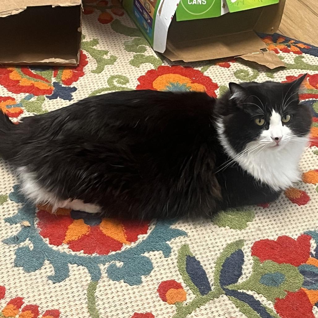 Enlarge Zero, a Adoptable Domestic Long Hair in Murray, UT image 3/6