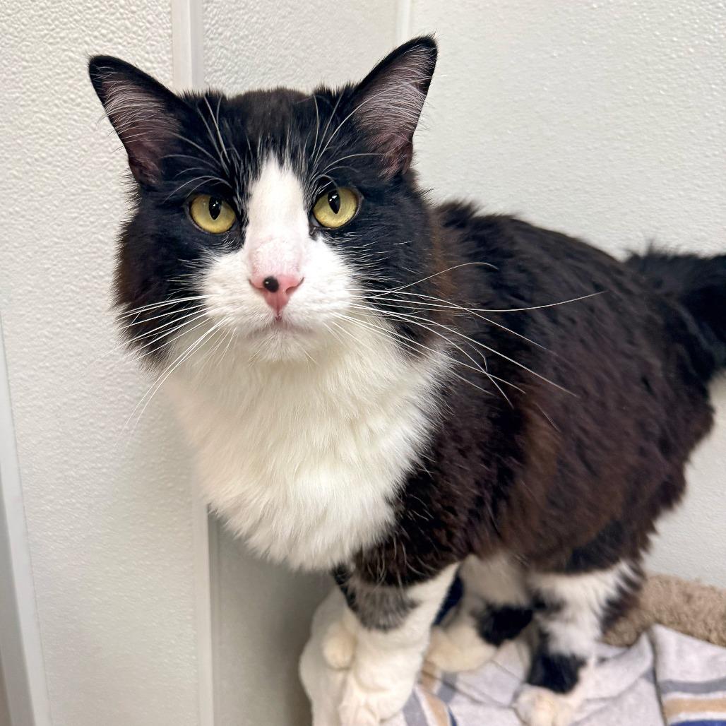 Enlarge Zero, a Adoptable Domestic Long Hair in Murray, UT image 6/6