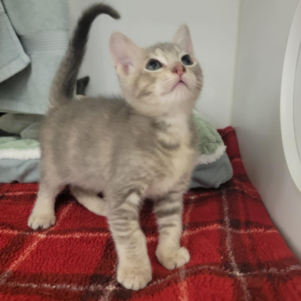 Penny, Adoptable, Kitten Female Domestic Short Hair.