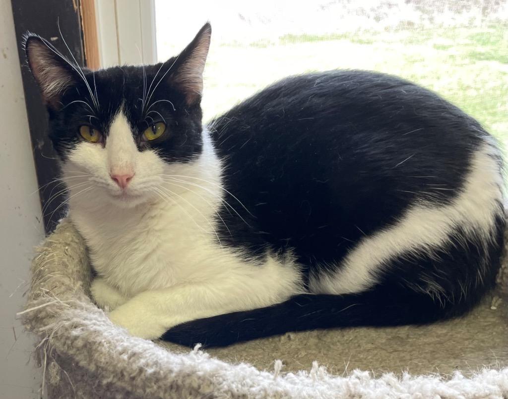 Doodad, Adoptable, Young Male Domestic Short Hair.