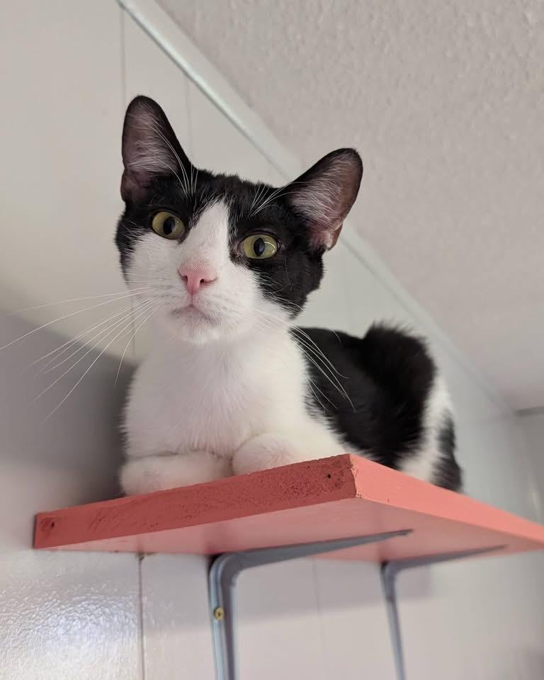 Enlarge Doodad, a Adoptable mixed breed in Portland, IN image 2/4