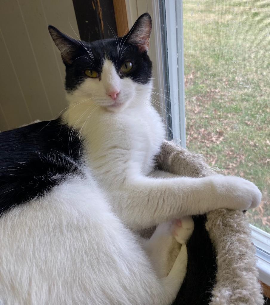 Enlarge Doodad, a Adoptable mixed breed in Portland, IN image 3/4