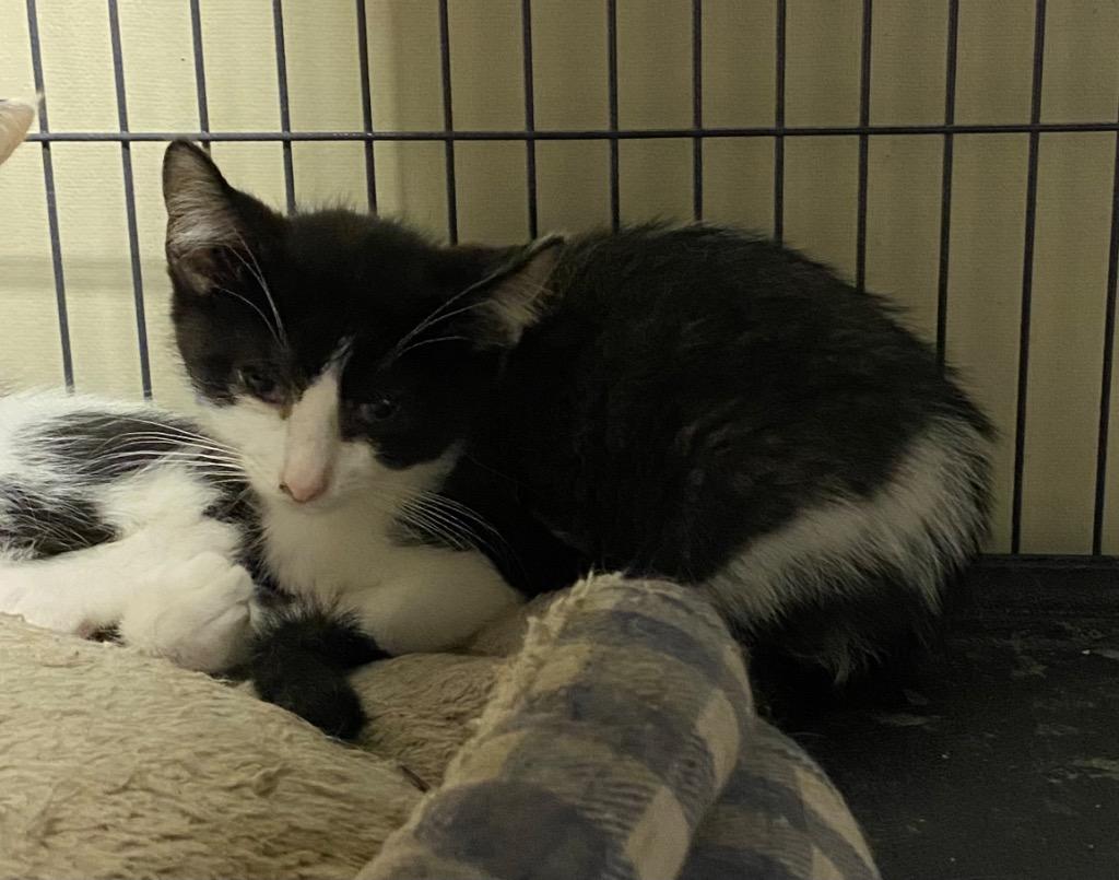 Enlarge Doodad, a Adoptable mixed breed in Portland, IN image 4/4