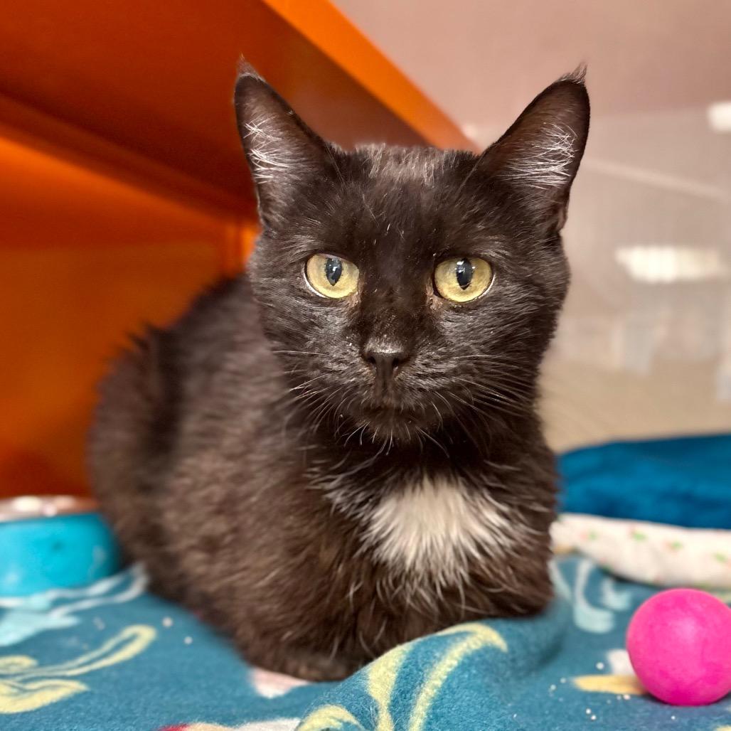 Tamale, Adoptable, Adult Female Domestic Short Hair.