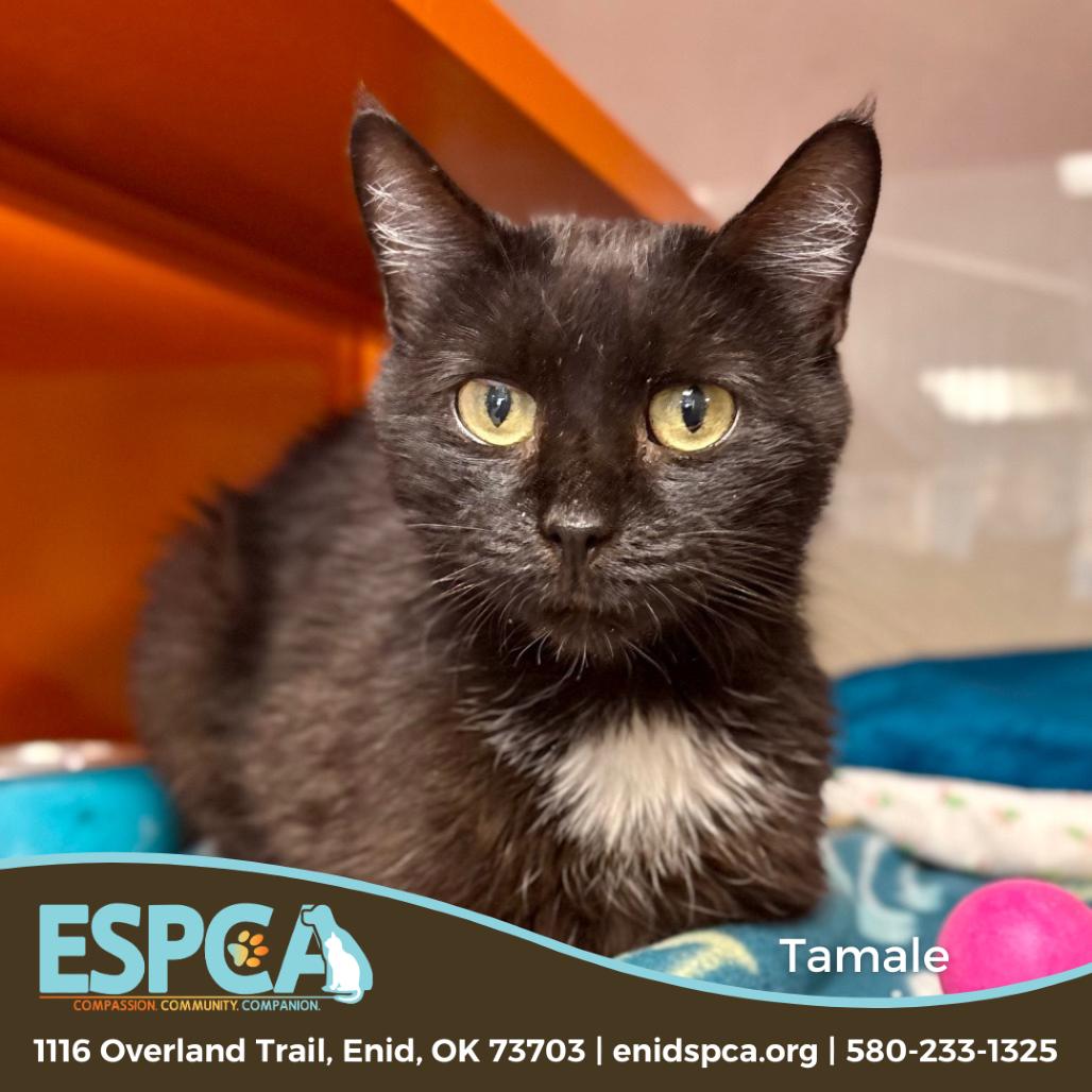 Tamale, Adoptable, Adult Female Domestic Short Hair.