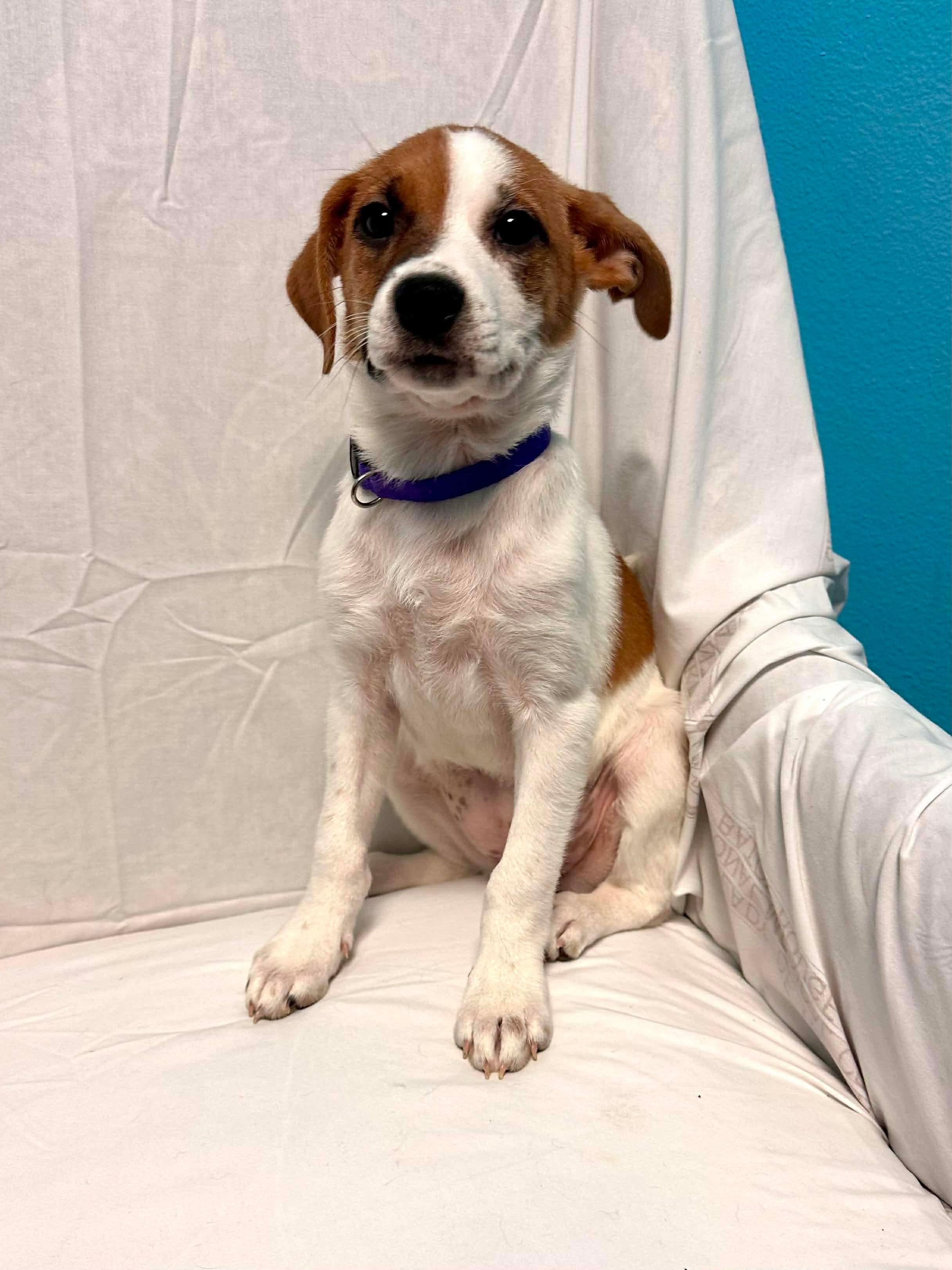 Enlarge Lilly, an adopted mixed breed in Walker, LA image 2/4