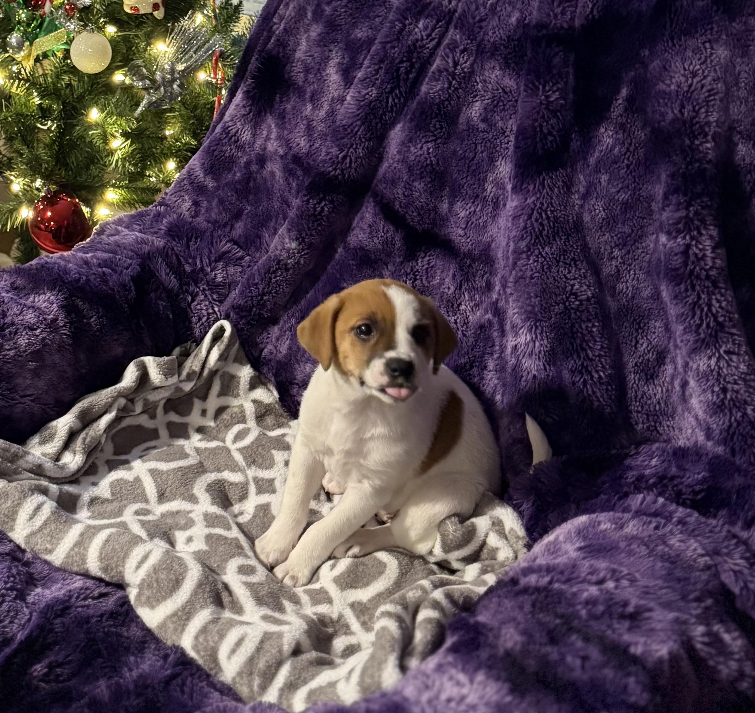 Lilly, a Adoptable mixed breed in Walker, LA image 2/3