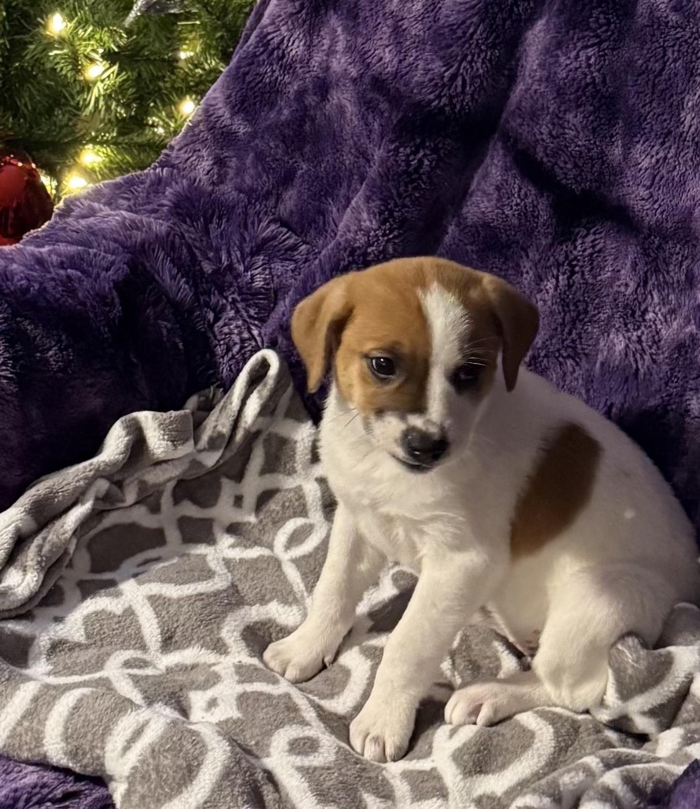 Lilly, Adoptable, Puppy Female Terrier.