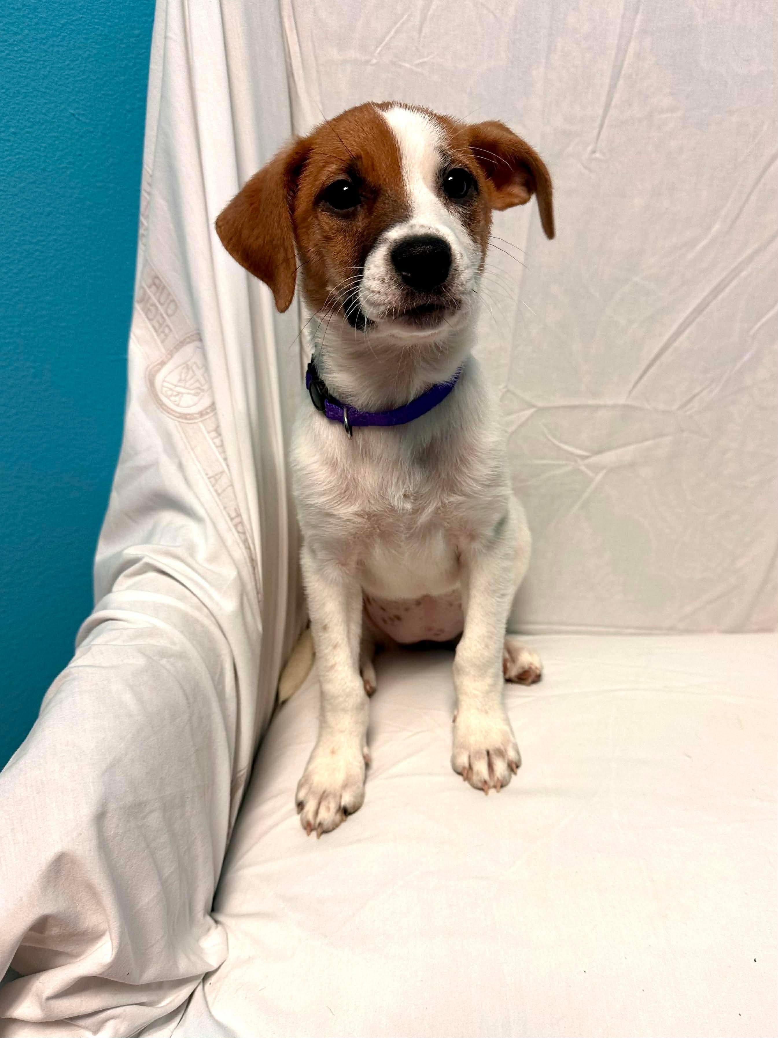 Enlarge Lilly, an adopted mixed breed in Walker, LA image 3/4