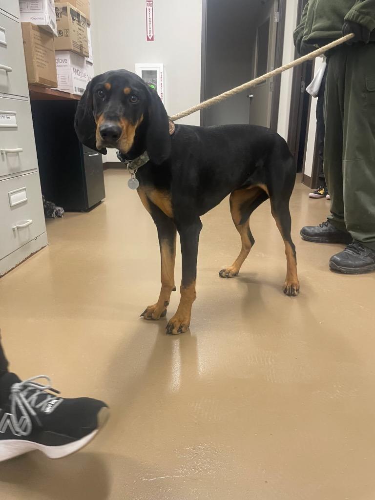 Enlarge Dixie, a Adoptable Coonhound in Springfield, TN image 1/2