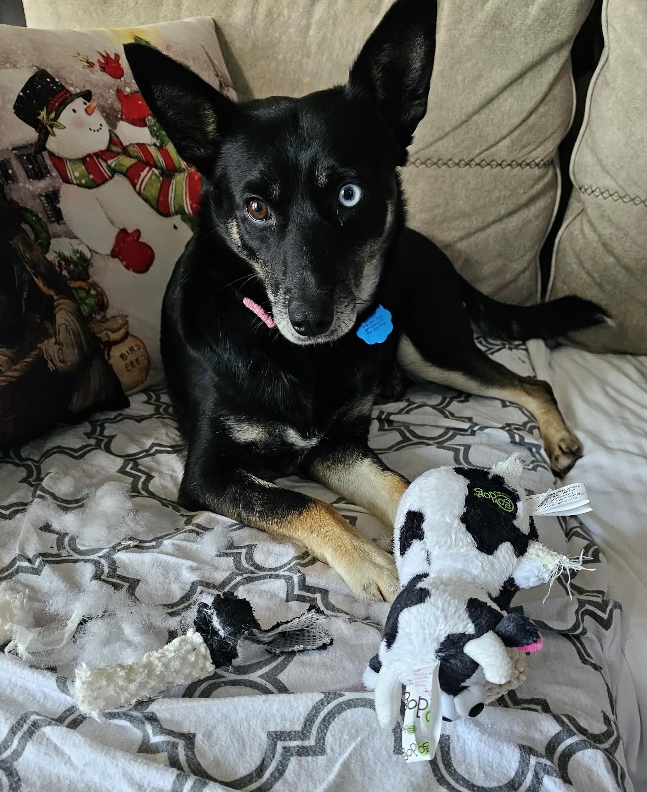 Enlarge Precious, a ADOPTABLE mixed breed in Toronto, ON image 1/3