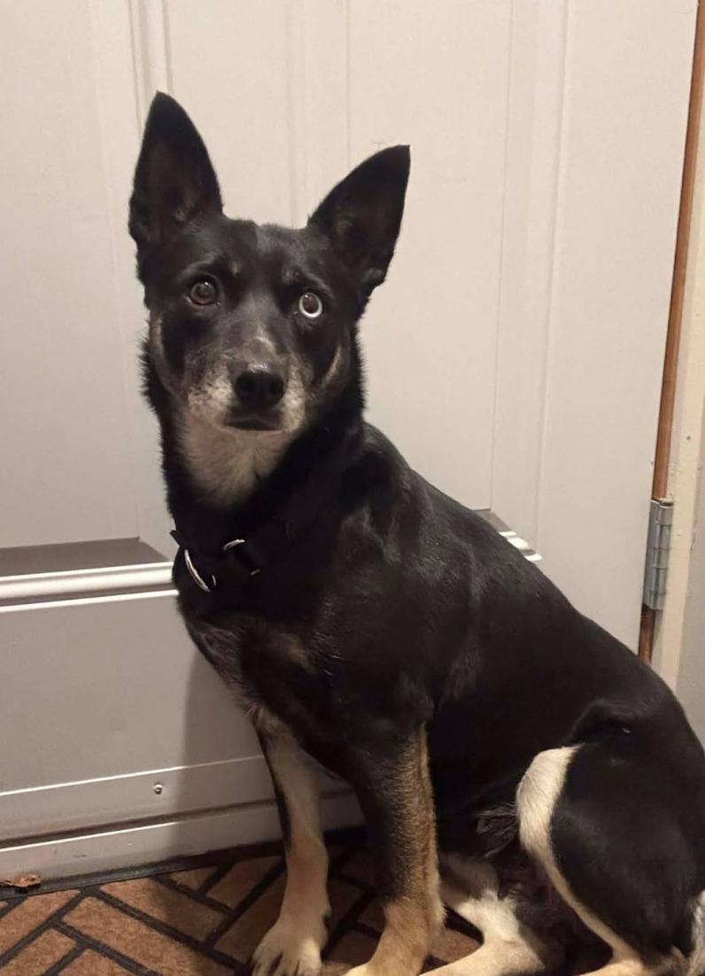 Enlarge Precious, a ADOPTABLE mixed breed in Toronto, ON image 2/3