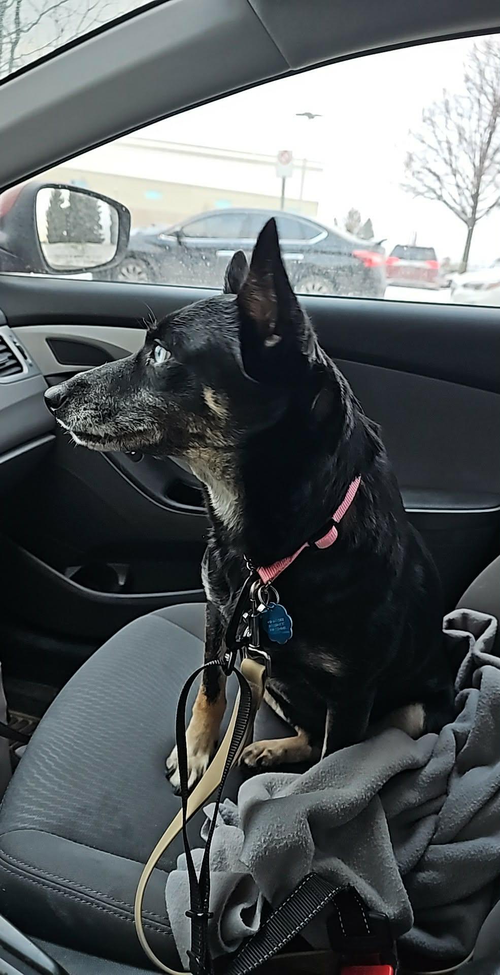 Enlarge Precious, a ADOPTABLE mixed breed in Toronto, ON image 3/3