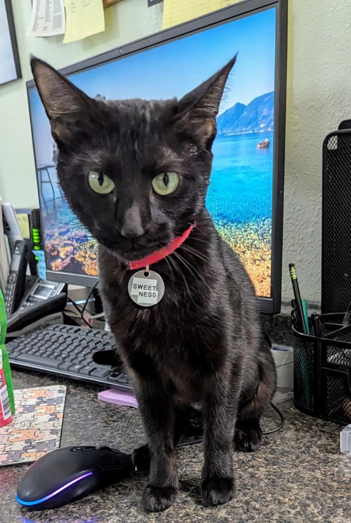 Sweetness, Adoptable, Young Female Domestic Short Hair.