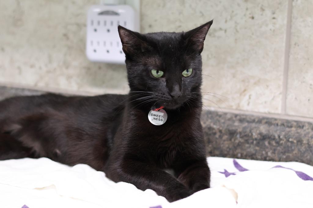 Enlarge Sweetness, a Adoptable mixed breed in Hot Springs, AR image 2/3