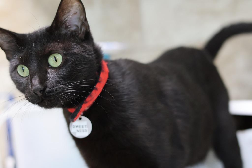 Enlarge Sweetness, a Adoptable mixed breed in Hot Springs, AR image 3/3