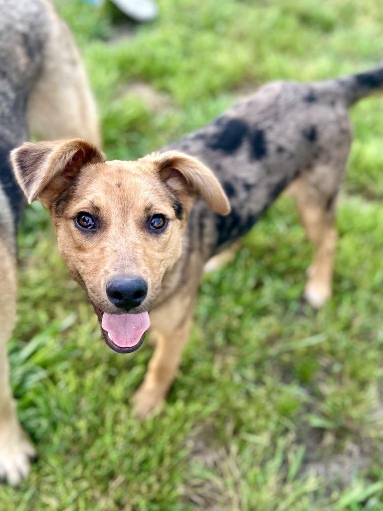 Enlarge Gizmo, a Adoptable mixed breed in Glastonbury , CT image 1/4