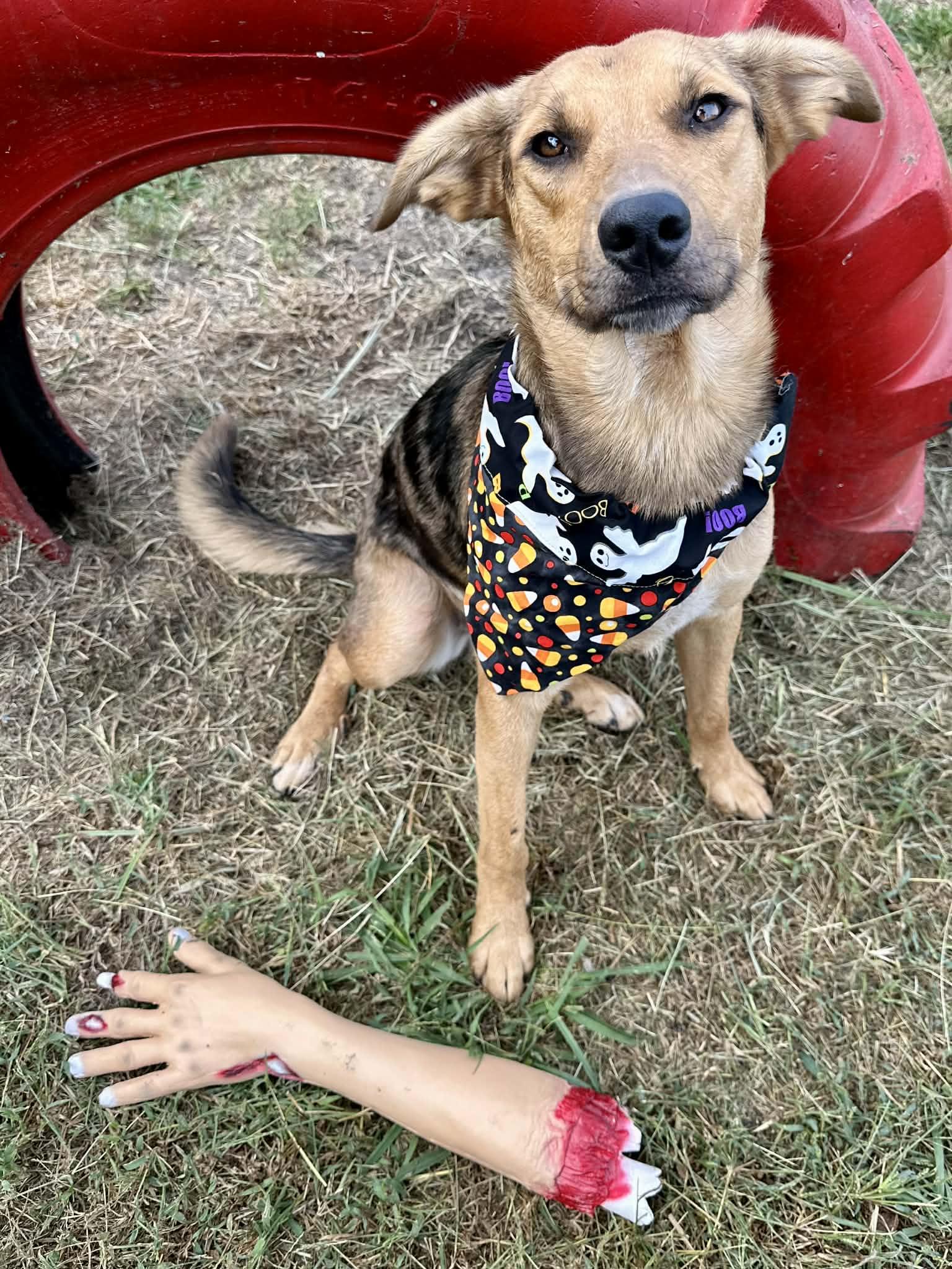 Enlarge Gizmo, a Adoptable mixed breed in Glastonbury , CT image 2/4