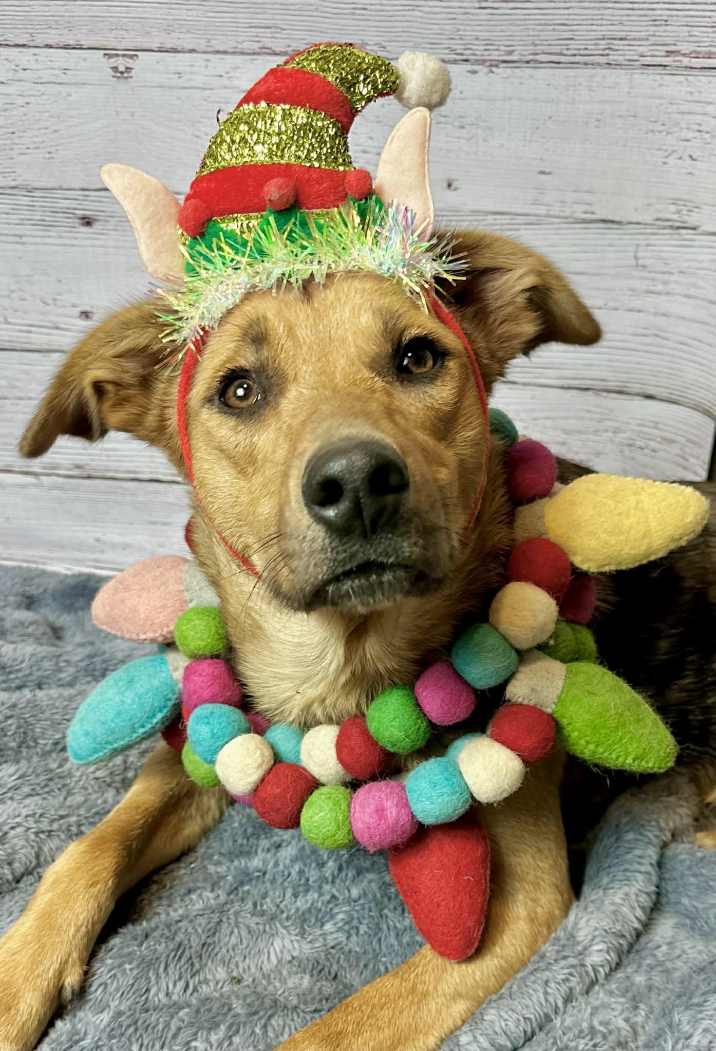 Enlarge Gizmo, a Adoptable mixed breed in Glastonbury , CT image 3/4