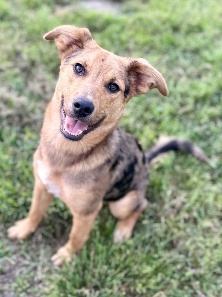 Enlarge Gizmo, a Adoptable mixed breed in Glastonbury , CT image 4/4