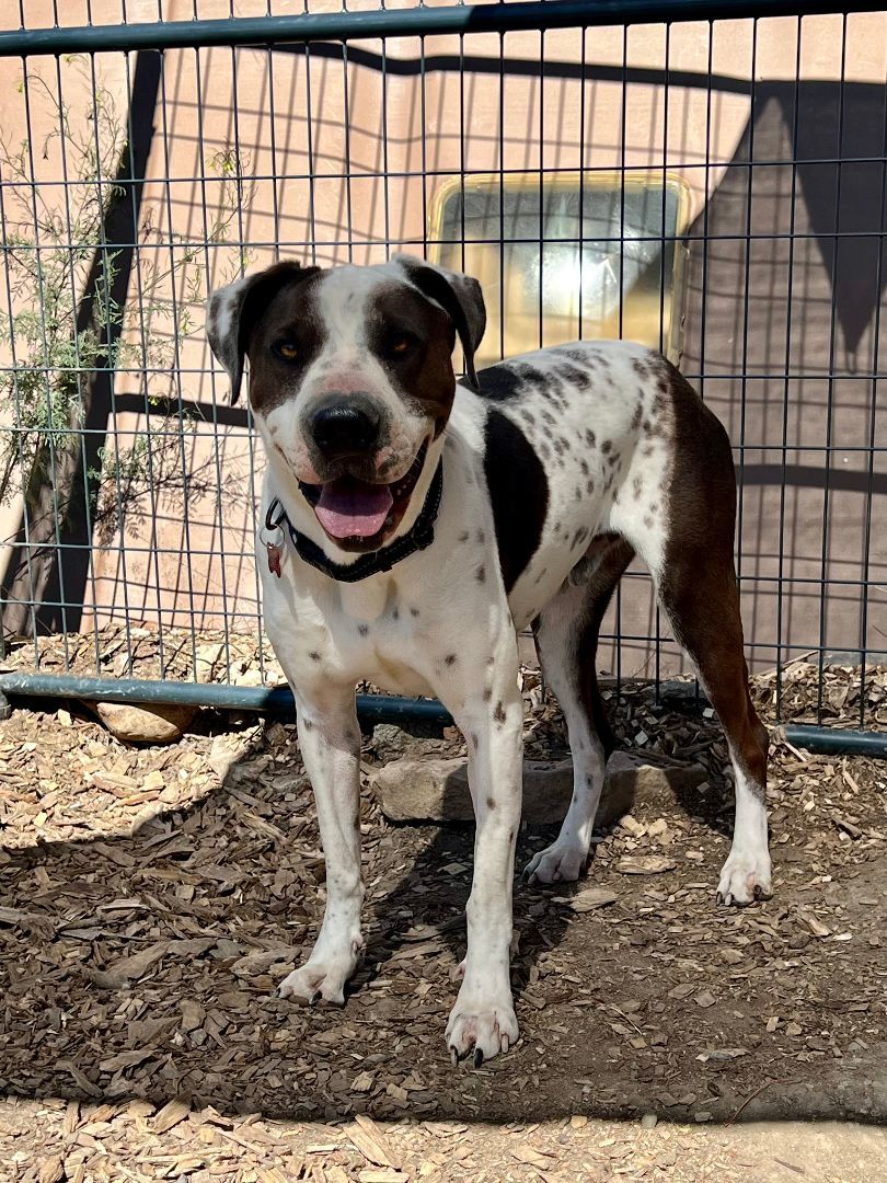 Enlarge Spot, a Adoptable mixed breed in Crested Butte , CO image 1/1