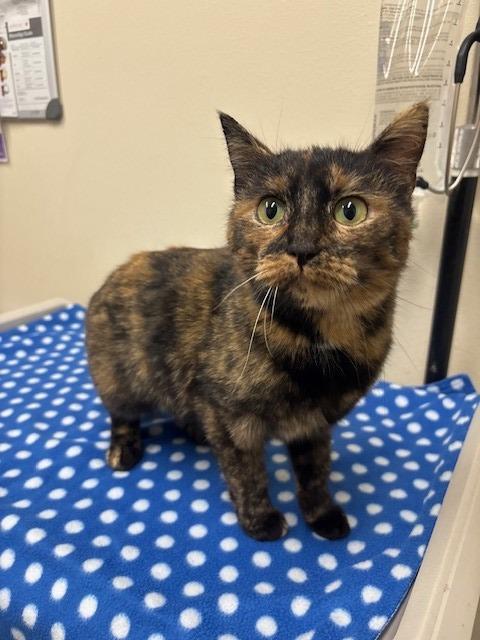 Marjory, Adoptable, Adult Female Domestic Short Hair.