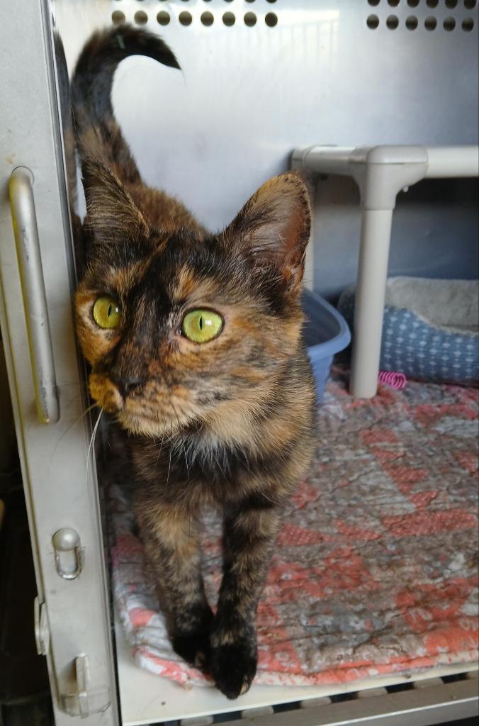 Enlarge Marjory, a Adoptable mixed breed in Ladysmith, WI image 1/4