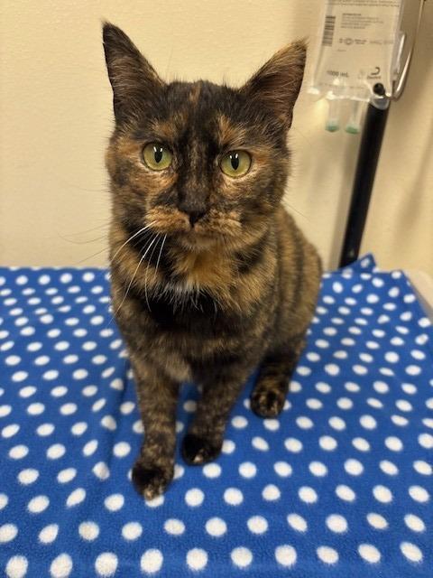 Enlarge Marjory, a Adoptable mixed breed in Ladysmith, WI image 2/4