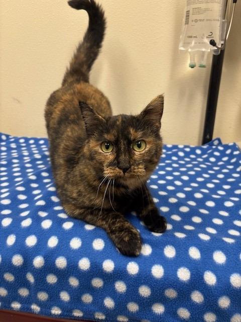 Enlarge Marjory, a Adoptable mixed breed in Ladysmith, WI image 3/4