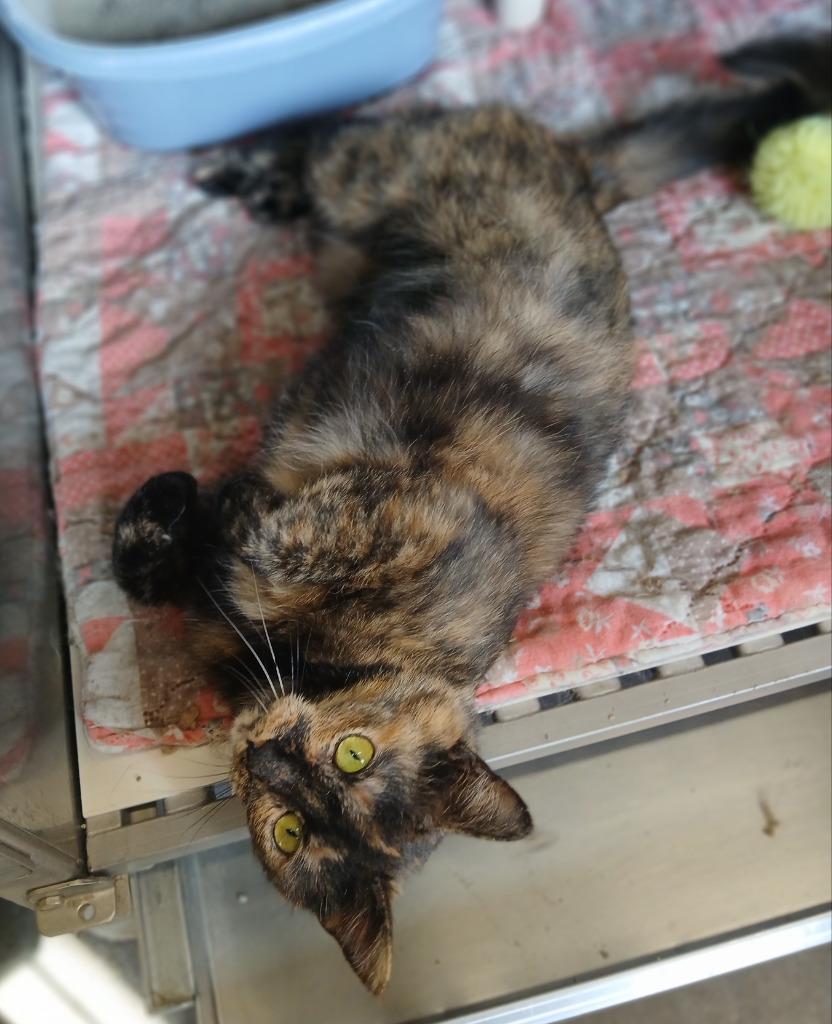 Marjory, Adoptable, Adult Female Domestic Short Hair.