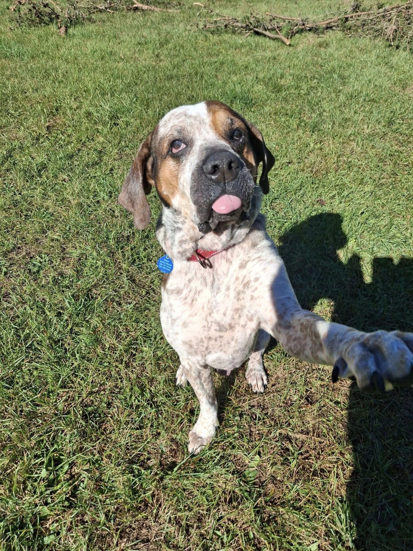 Enlarge Reggie! Dog/Cat Friendly! , a ADOPTABLE mixed breed in Port Huron, MI image 4/5