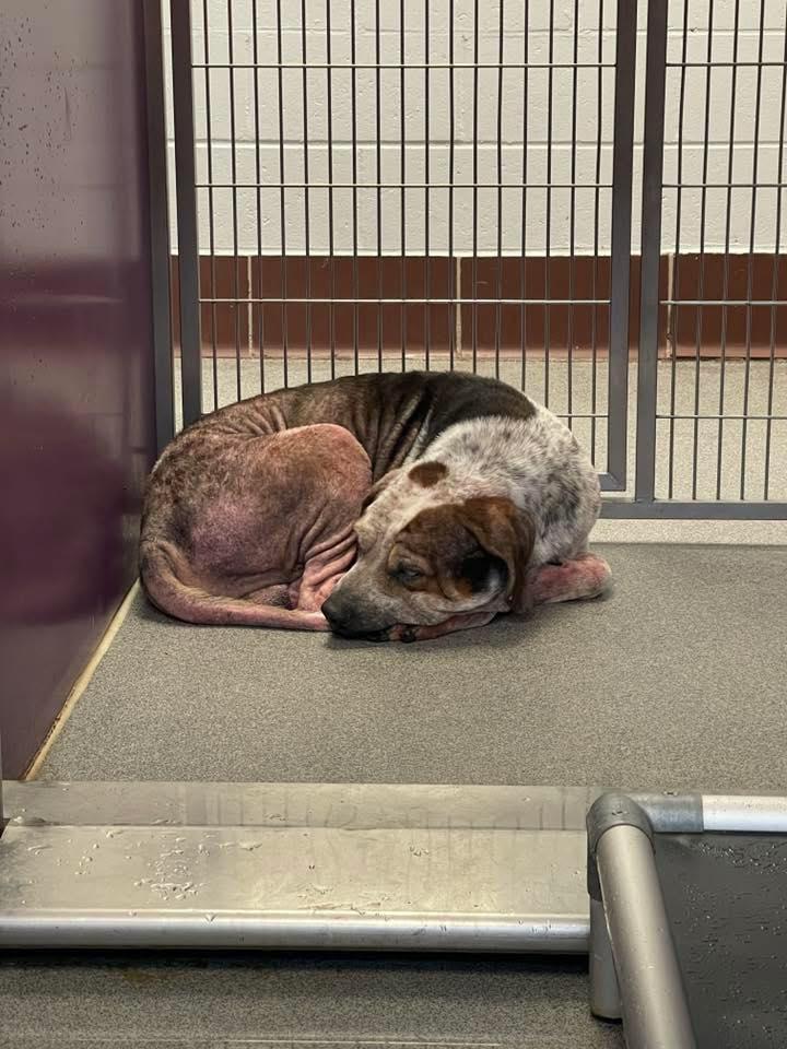 Enlarge Reggie! Dog/Cat Friendly! , a ADOPTABLE mixed breed in Port Huron, MI image 5/5