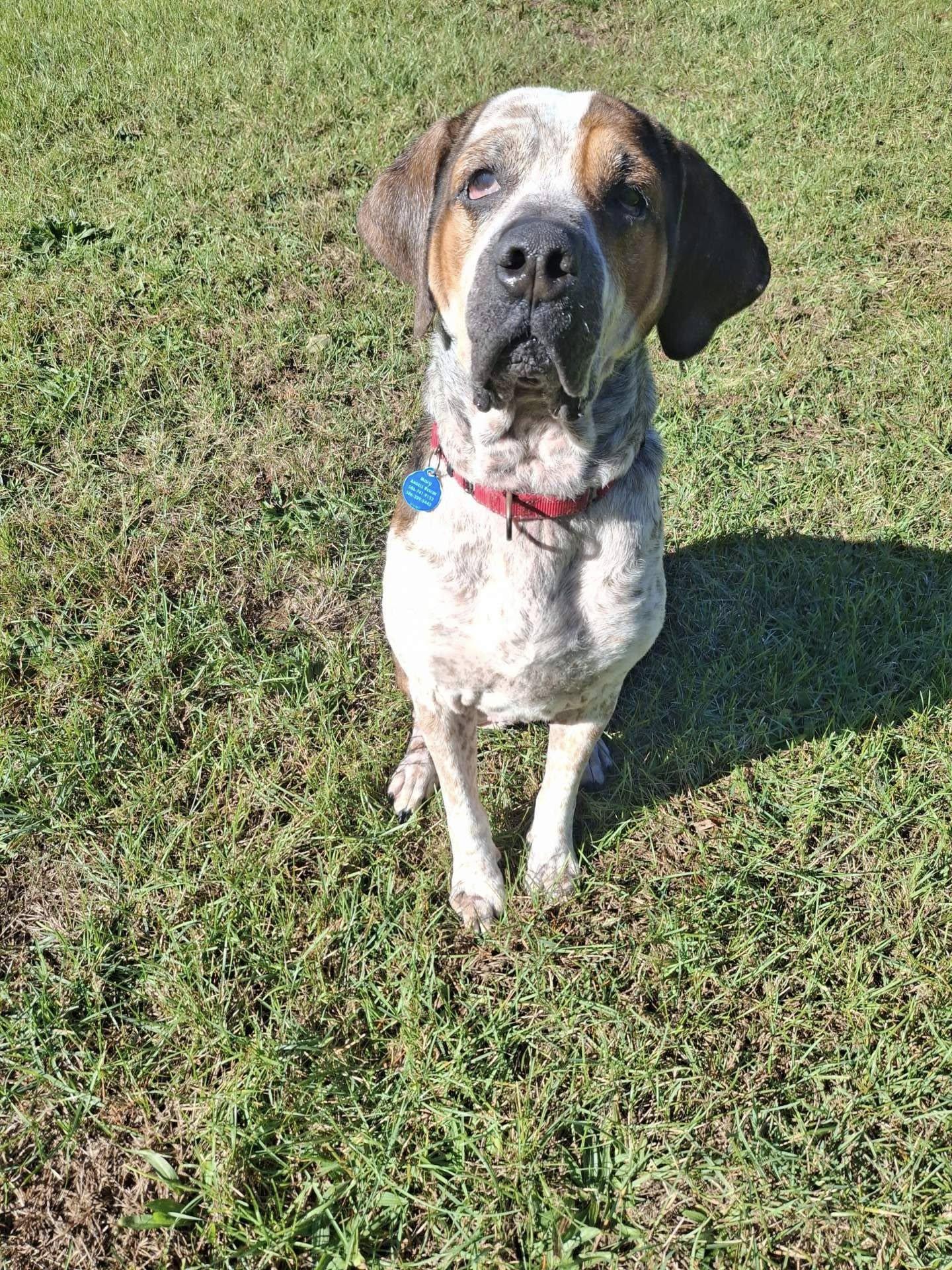 Enlarge Reggie! Dog/Cat Friendly! , a ADOPTABLE mixed breed in Port Huron, MI image 2/5