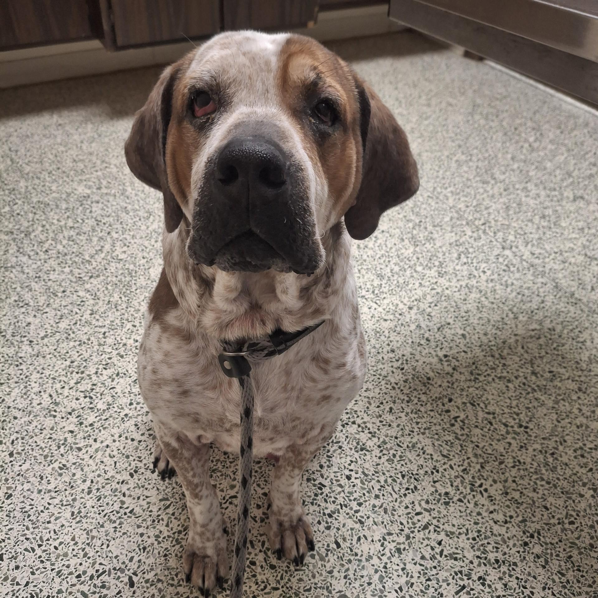 Enlarge Reggie! Dog/Cat Friendly! , a ADOPTABLE mixed breed in Port Huron, MI image 1/5