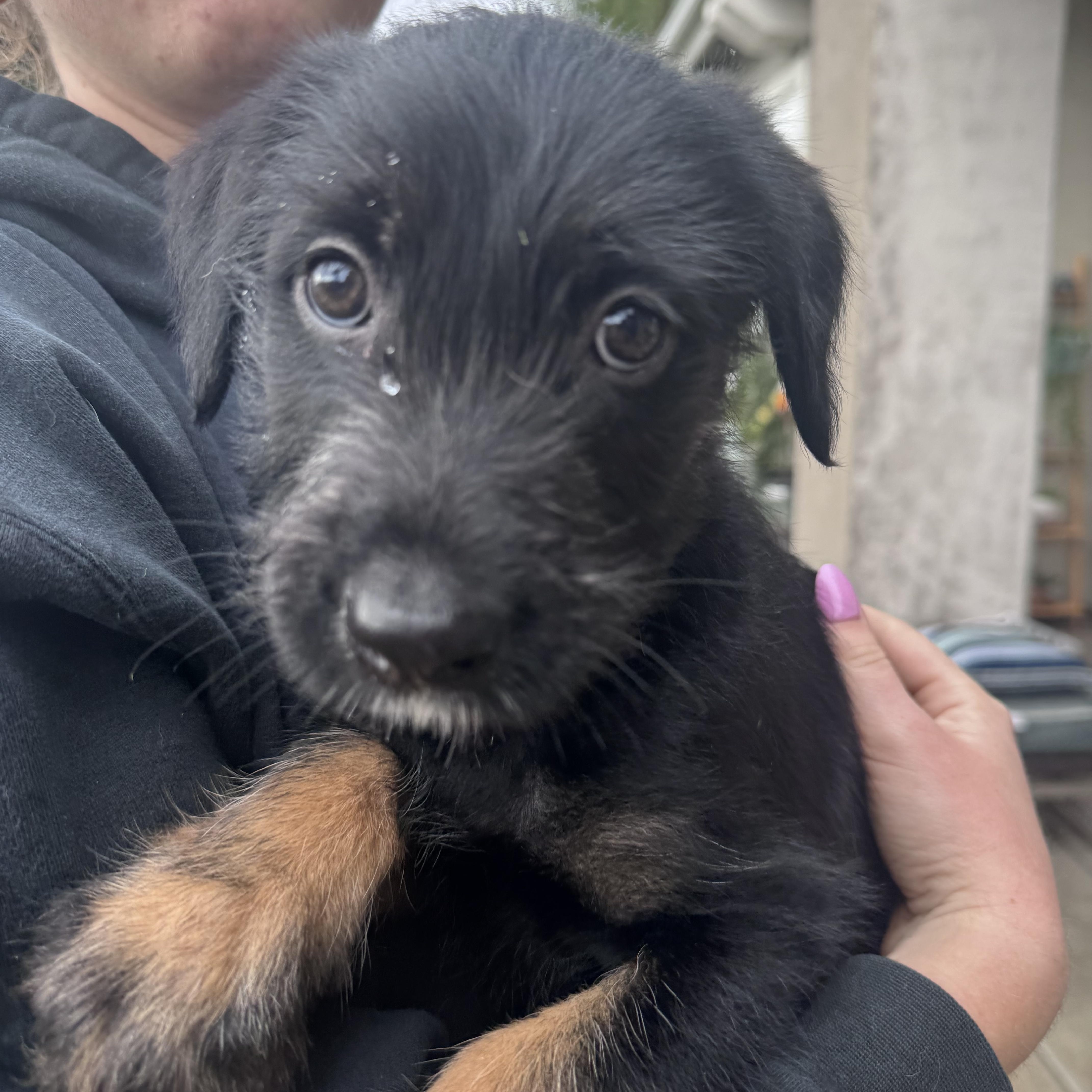 Enlarge Sprocket, a Adoptable mixed breed in San Diego, CA image 5/5