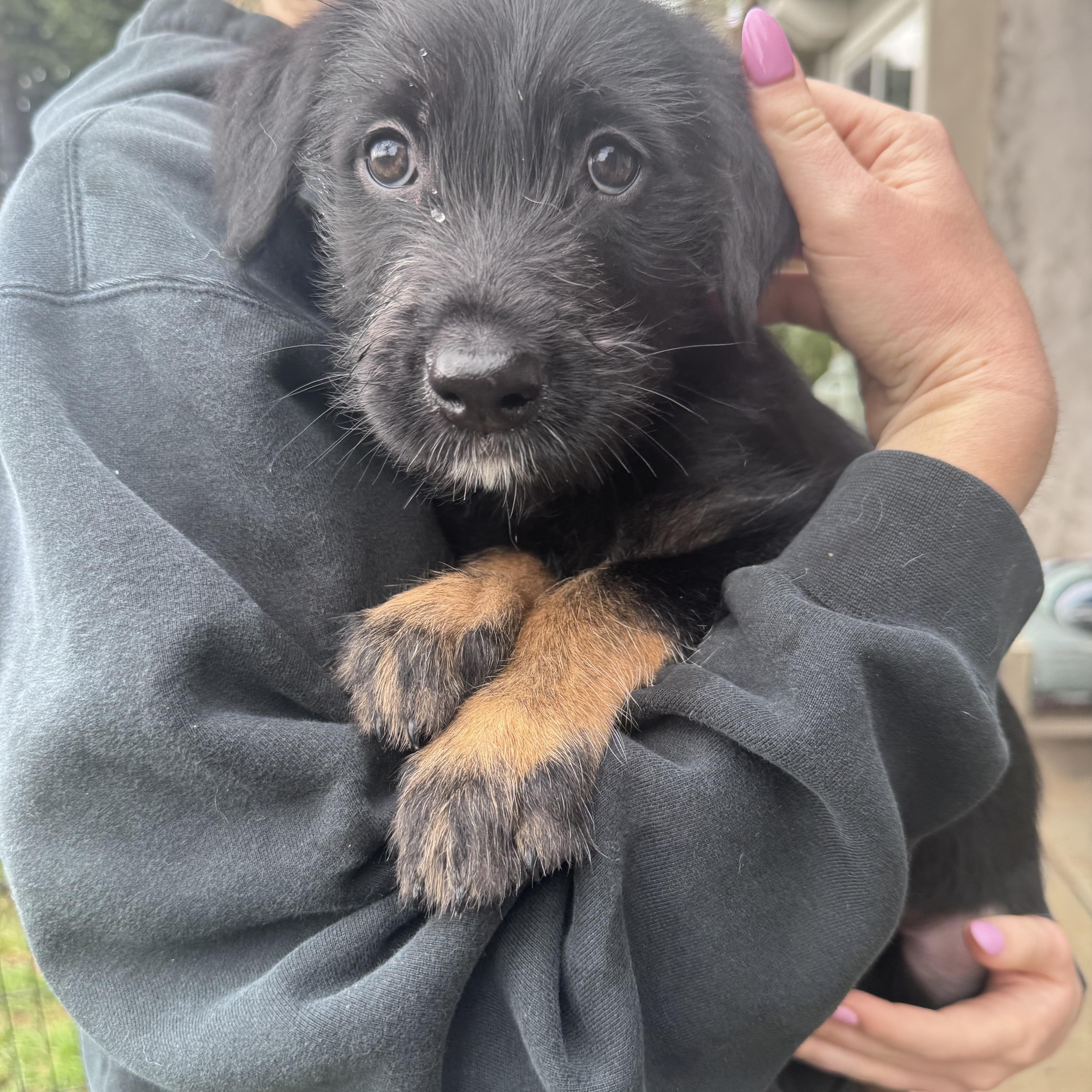 Enlarge Sprocket, a Adoptable mixed breed in San Diego, CA image 3/5