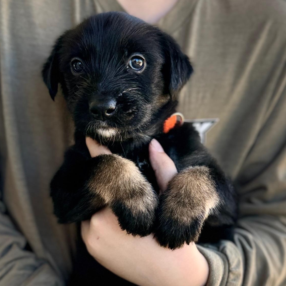Enlarge Sprocket, a Adoptable mixed breed in San Diego, CA image 2/5