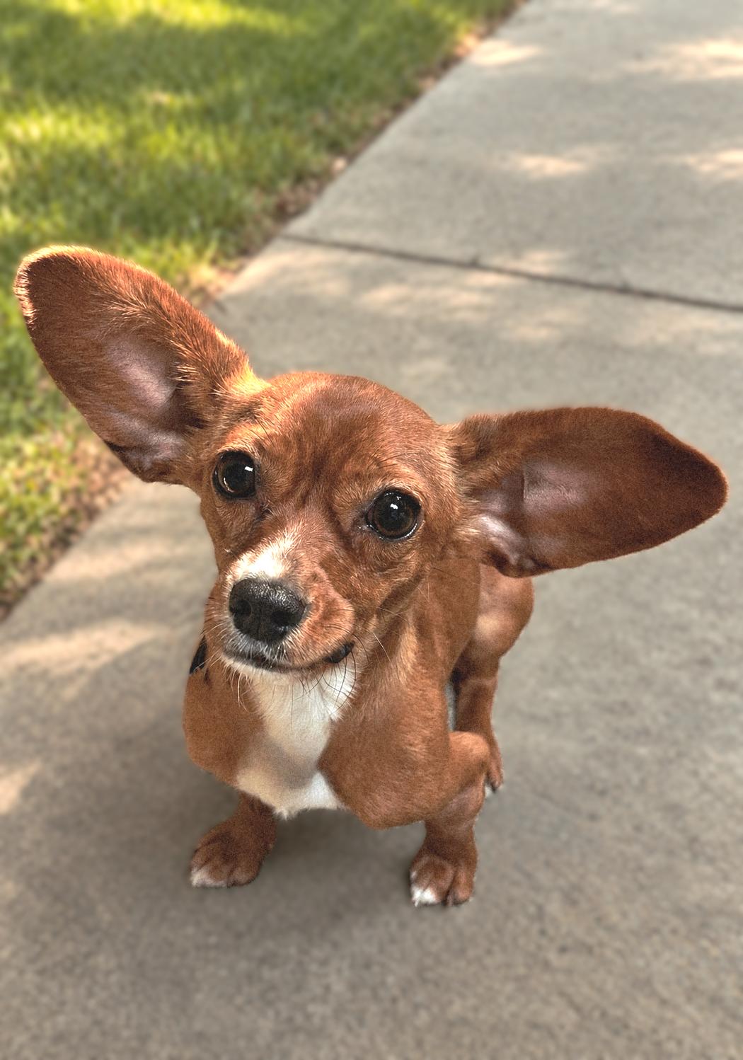 Enlarge Sadie Rose, a ADOPTABLE Chiweenie in Bridgeton, MO image 3/5